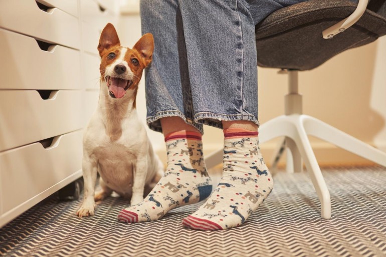 Diarrea en perros y gatos: ¿debo preocuparme por mi mascota?